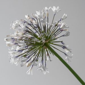 AGAPANTHUS “Silver Baby”