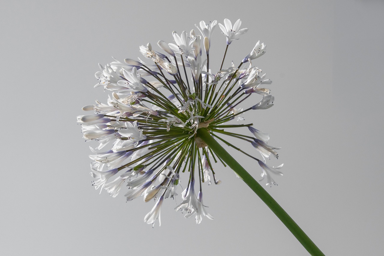 AGAPANTHUS “Silver Baby”