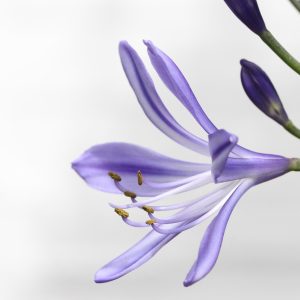Agapanthus ‘Peter Pan’