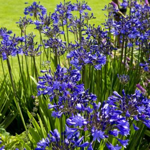 AGAPANTHUS “Lapis”