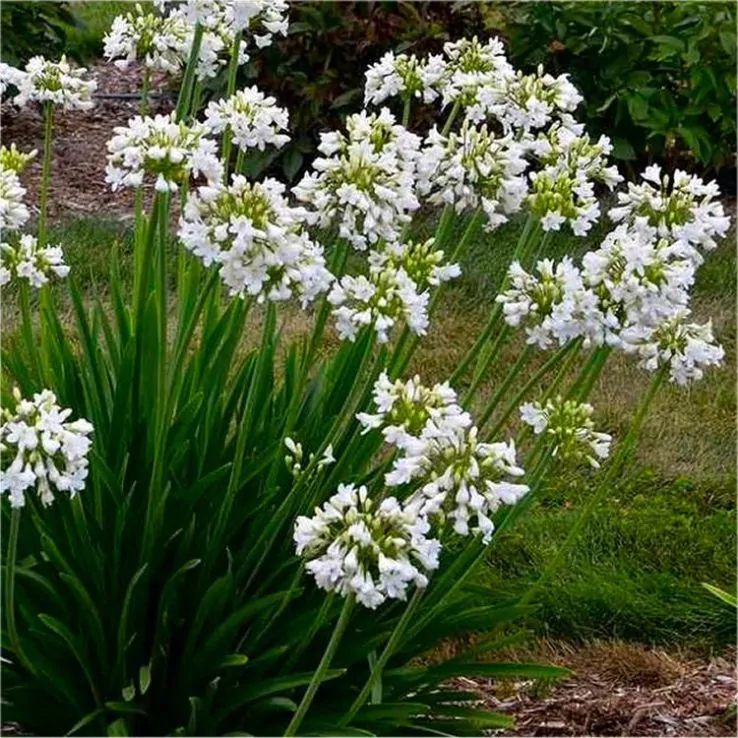 AGAPANTHUS PETITE (White) 15cm