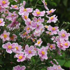 ANEMONE JAPONICA "Robustissima" (Single Pink) 15cm