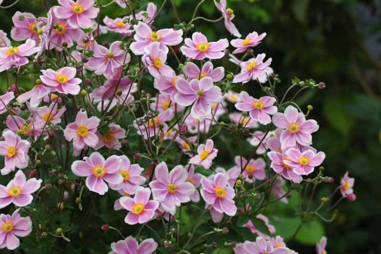 ANEMONE JAPONICA "Robustissima" (Single Pink) 15cm