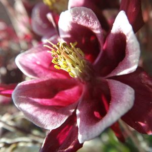 AQUILEGIA “Earlybird”