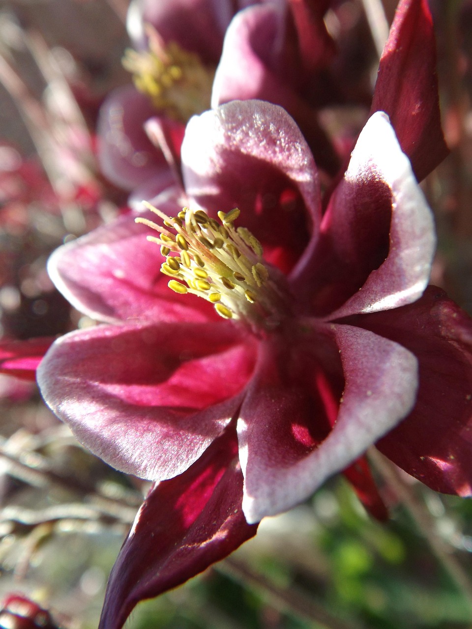 AQUILEGIA “Earlybird”