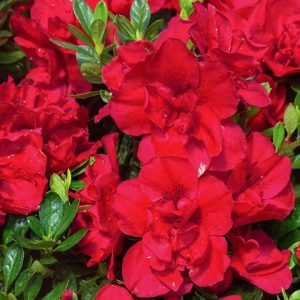 AZALEA "Claude Goyet"  (Compact double red) 17cm