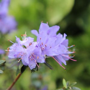 AZALEA "Lavender Queen" 17cm