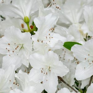 AZALEA GRANDIFLORA (Alba) 10kg bag