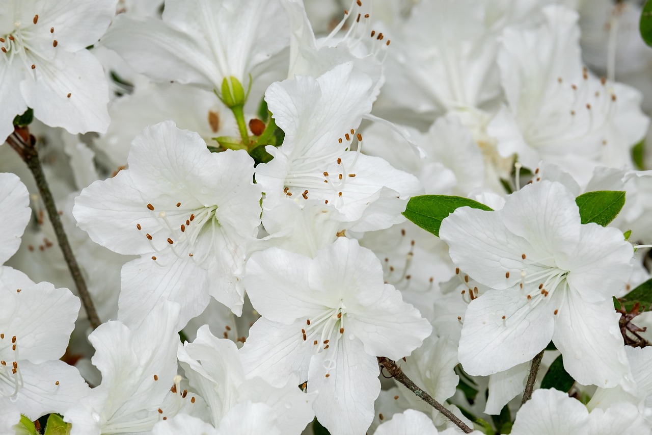 AZALEA GRANDIFLORA (Alba) 10kg bag