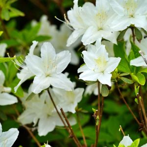 AZALEA (Compact white) 17cm