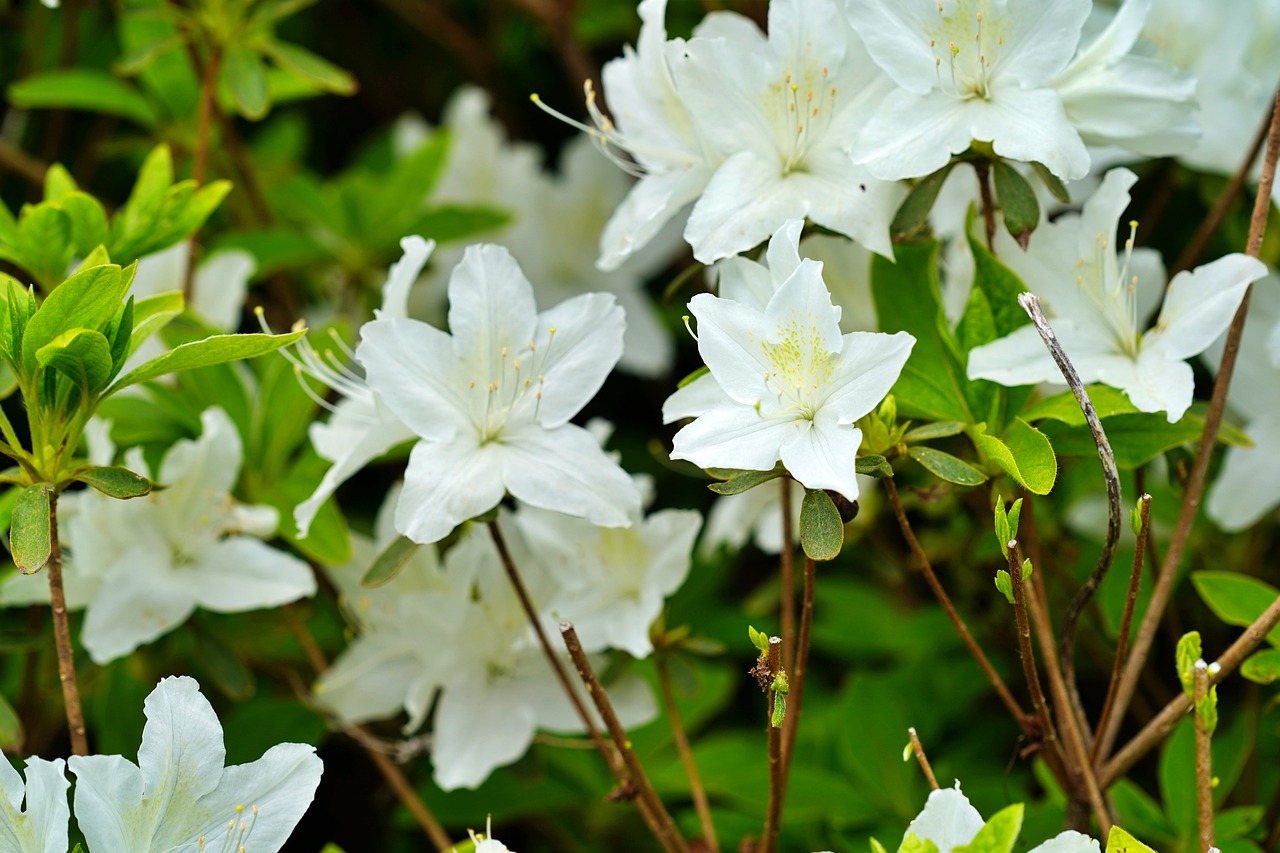 AZALEA (Compact white) 17cm