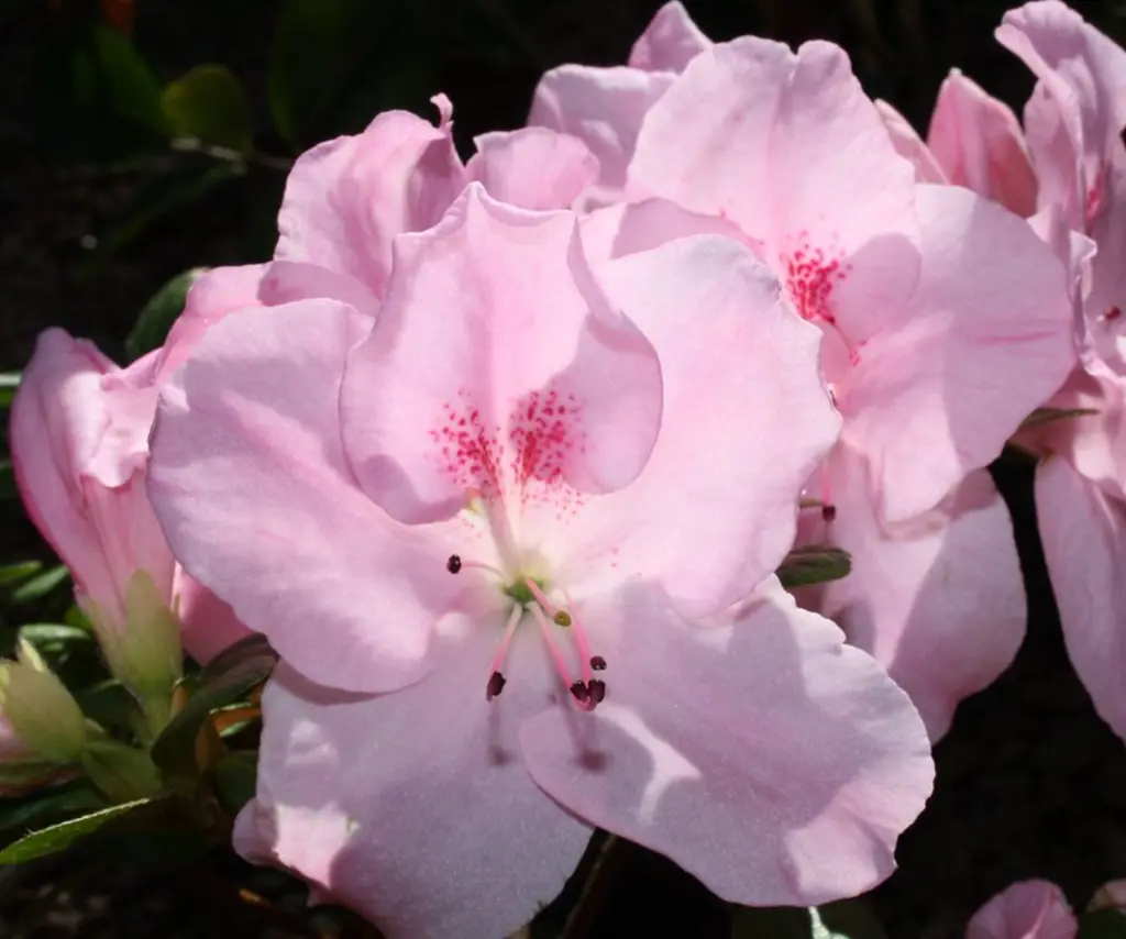 AZALEA "Bertina" (Baby pink) 17cm