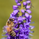 Pollinator-Friendly Garden