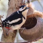 How to Create a Bird-Friendly Garden