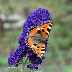BUDDLEJA DAVIDII  (Lilac blue) 17cm