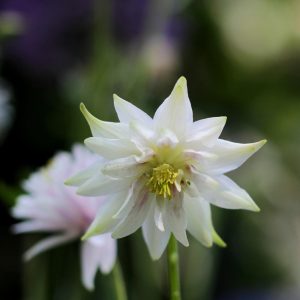 AQUILEGIA “Earlybird”