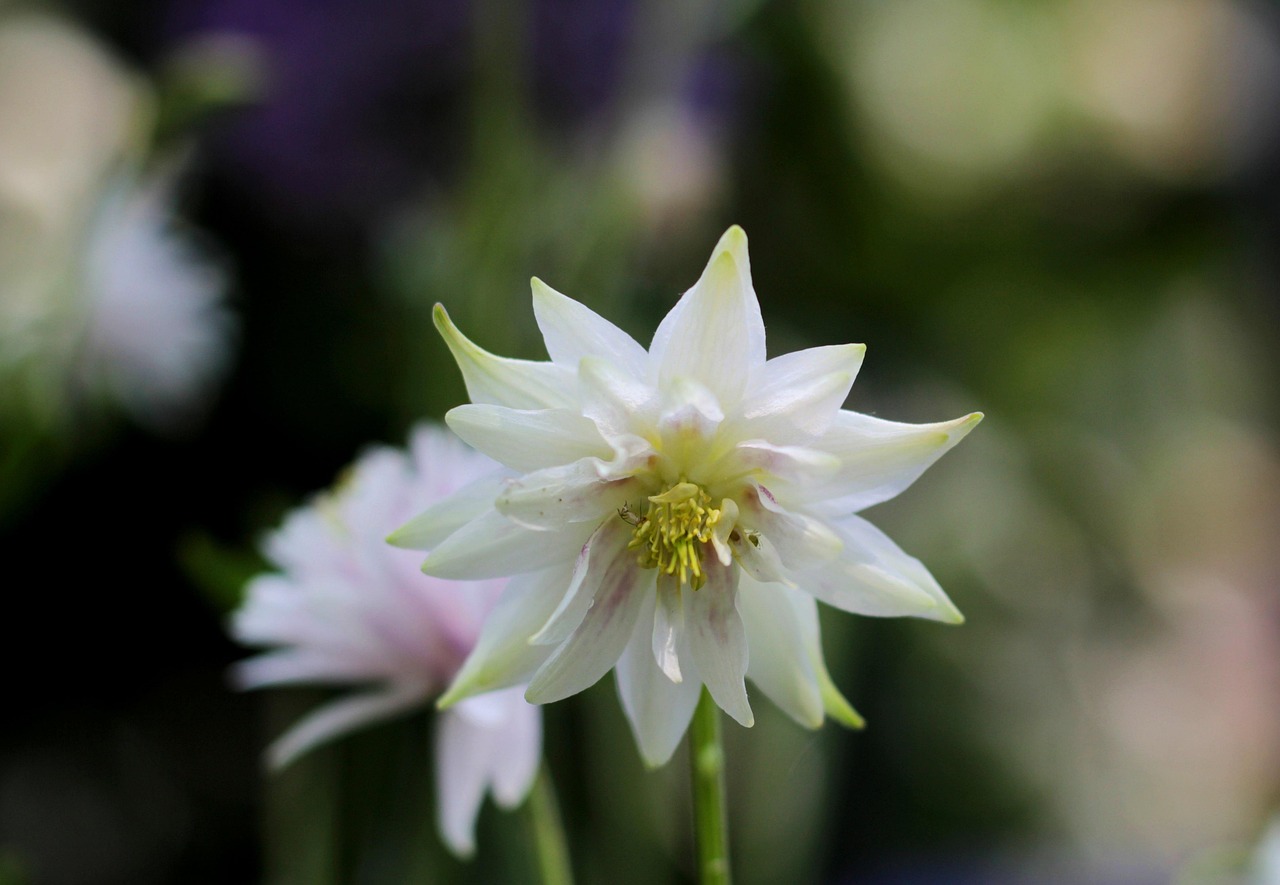 AQUILEGIA “Earlybird”