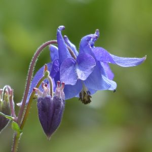 AQUILEGIA “Earlybird”