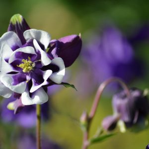 AQUILEGIA “Earlybird”