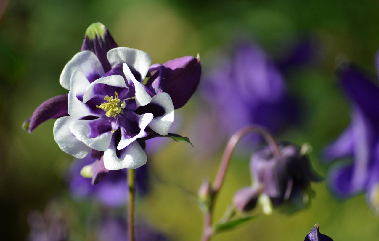 AQUILEGIA “Earlybird”