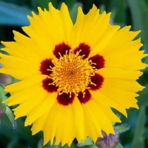 COREOPSIS "Sunfire" Tickseed 15cm