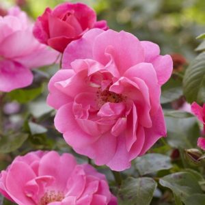 ROSE - SIMPLICITY (pink) - (floribunda) 17cm