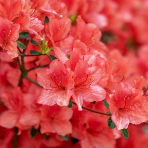 AZALEA (Compact single cerise red) 17cm