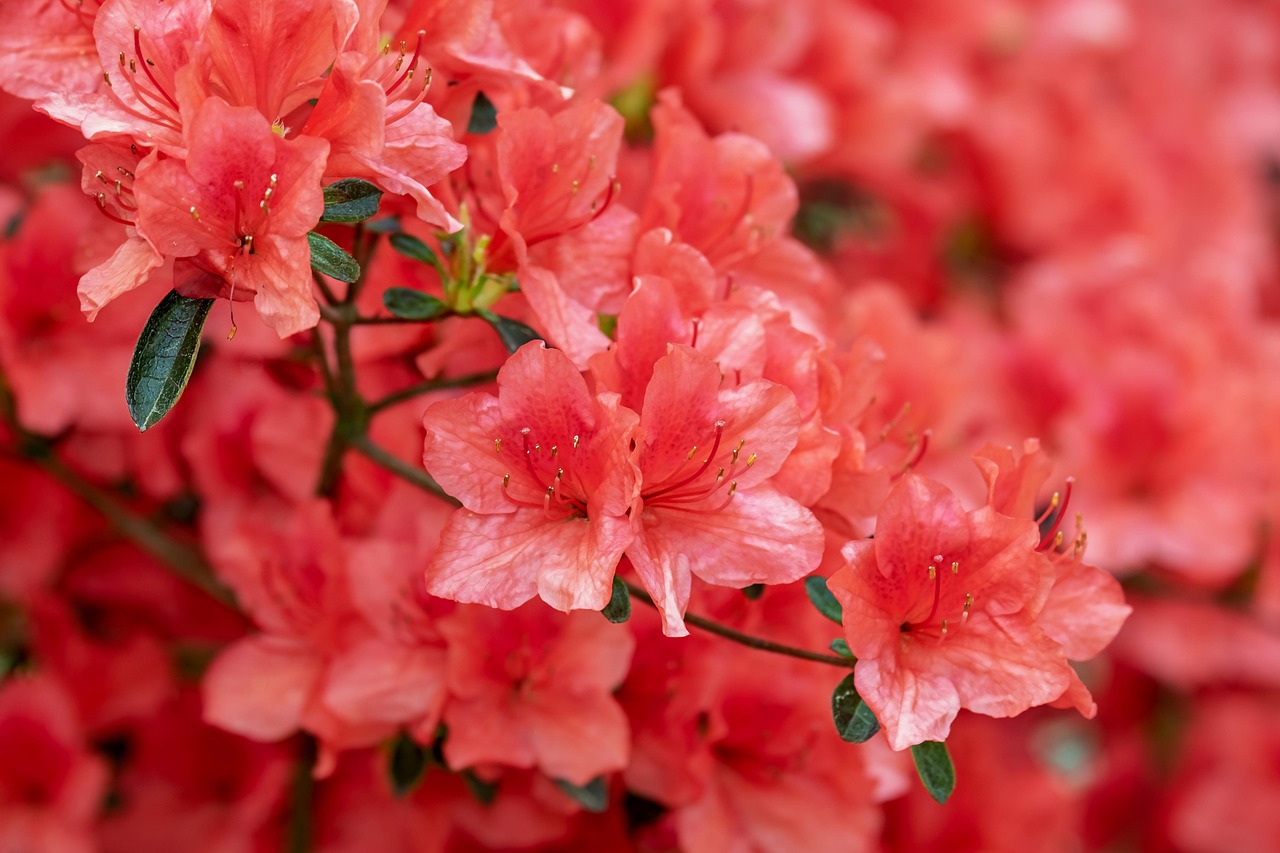 AZALEA (Compact single cerise red) 17cm