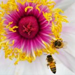 Pollinator-Friendly Garden