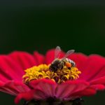 Pollinator-Friendly Garden