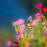 How to Create a Bird-Friendly Garden