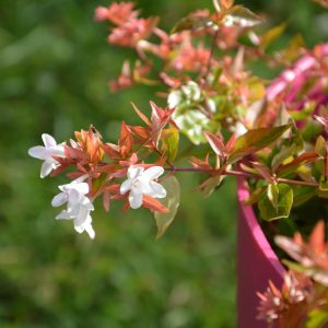 ABELIA "Francis Mason" (yellow leaves) 15cm