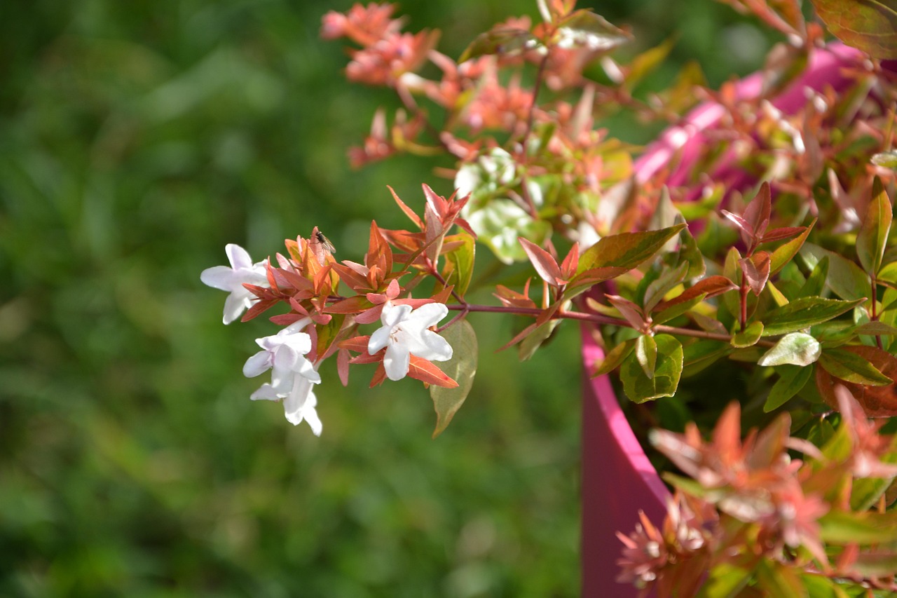 ABELIA "Francis Mason" (yellow leaves) 15cm