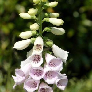DIGITALIS PURPUREA - Foxglove - (White) 17cm