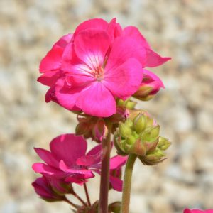 GERANIUM DALMATICUM (Deep pink) 15cm