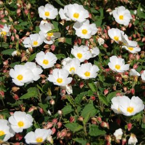 HELLEBORUS ORIENTALIS Lenten Rose (Mixed colours) 15cm