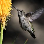 How to Create a Bird-Friendly Garden