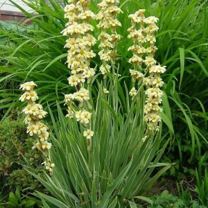 SISYRINCHIUM STRIATUM (Yellow and white)  17cm