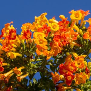 STREPTOSOLEN JAMESONII "Marmalade Bush" (Orange) 15cm