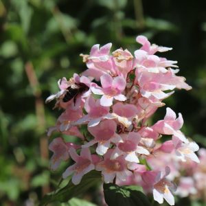 ABELIA  "Edward Goucher" (pink) 15cm