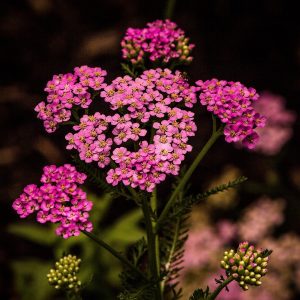 ACHILLEA MILLEFOLIUM (Pink)