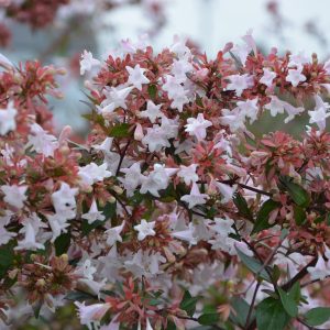 ABELIA GRANDIFLORA ALBA (white) 15cm
