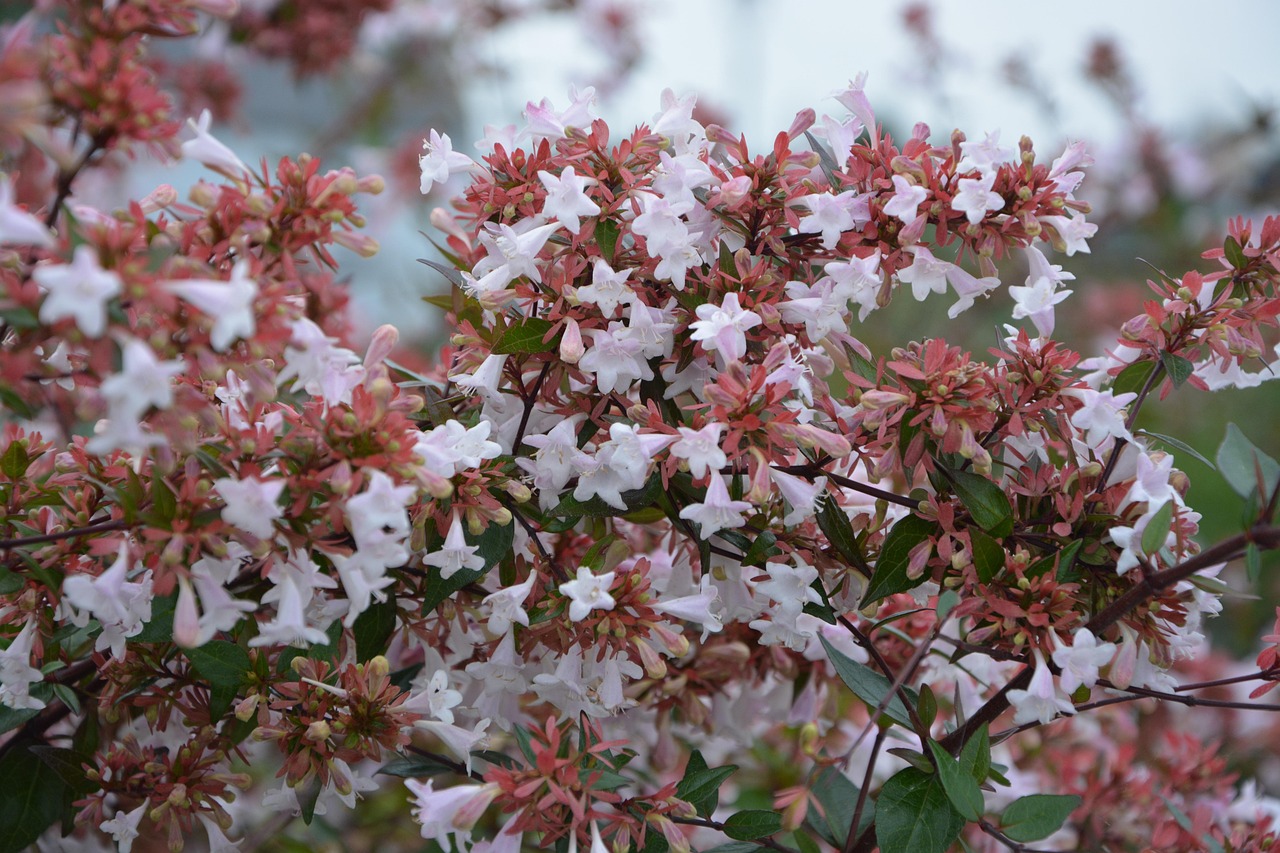 ABELIA GRANDIFLORA ALBA (white) 15cm