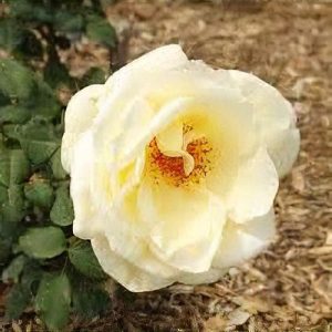 ROSE - IVORY BEAUTY - (floribunda) (ivory white) 17cm