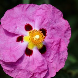 CISTUS "Brilliancy" 15cm