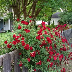 ROSE - RED CASCADE - (groundcover) 17cm