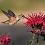 How to Create a Bird-Friendly Garden
