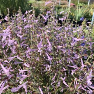 SALVIA SCABRA (Lilac) 15cm
