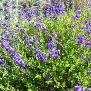 SALVIA GREGGII "Purple Pastel" (Dark) 15cm