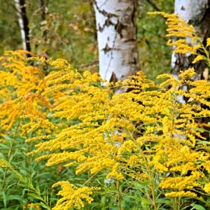SOLIDAGO "Golden rod" 15cm